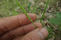 Melica picta