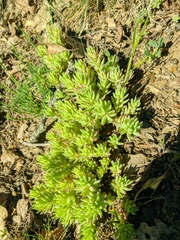 Sedum pallidum