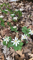 Sanguinaria canadensis