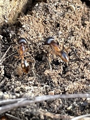 Camponotus maculatus