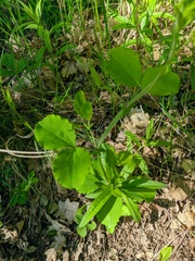 Lathyrus rotundifolius