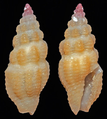 Lienardia vultuosa