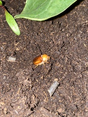 Rhizotrogus marginipes