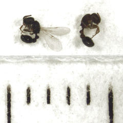 Cardiocondyla minutior