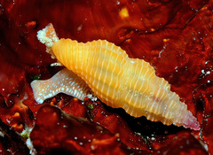 Lienardia vultuosa