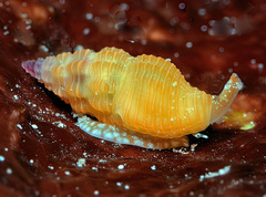 Lienardia vultuosa