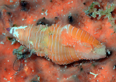 Lienardia vultuosa