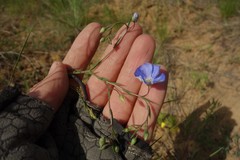 Linum perenne