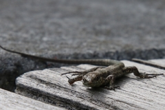 Podarcis muralis