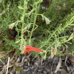 Penstemon pinifolius
