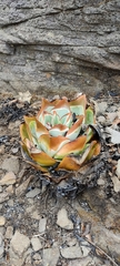 Echeveria subrigida