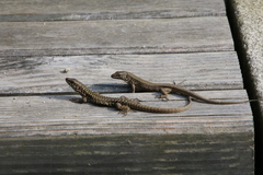 Podarcis muralis