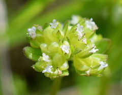 Valerianella turgida