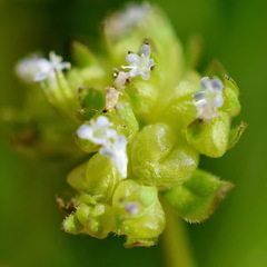 Valerianella turgida