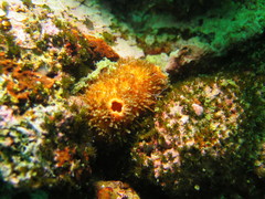 Boltenia villosa