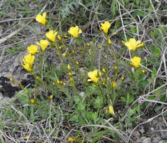 Linum pallasianum