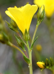 Linum pallasianum