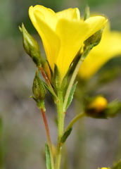 Linum pallasianum