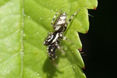 Salticus zebraneus