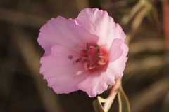 Clarkia rubicunda