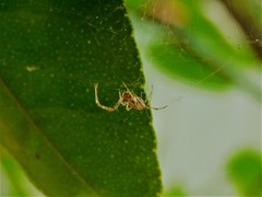 Nephilingis cruentata