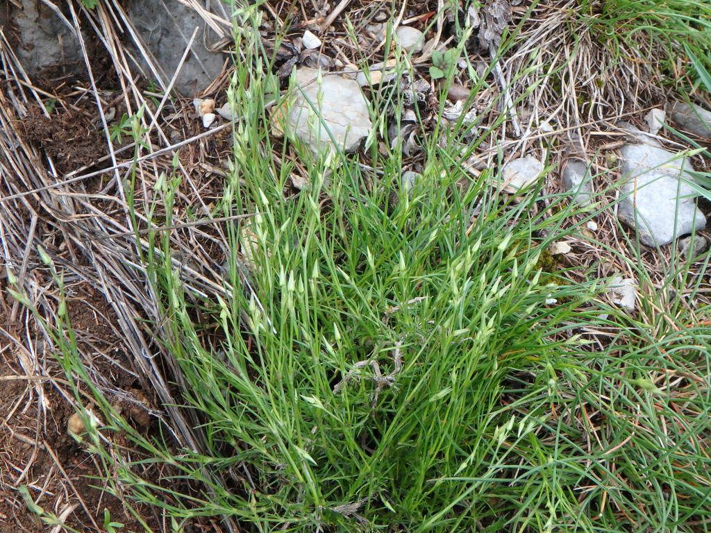 Minuartia rostrata; photograph Daniel Cahen, CC BY, iNaturalist via GBIF