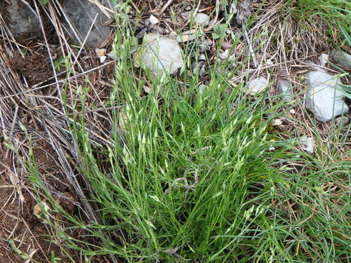 Minuartia rostrata