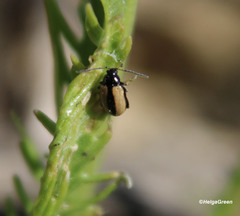 Phyllotreta striolata