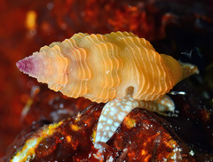 Lienardia vultuosa