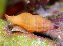 Lienardia vultuosa