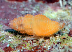 Lienardia vultuosa