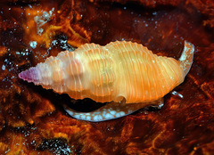 Lienardia vultuosa