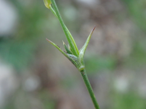 Minuartia rostrata, photograph 1