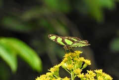 Philaethria wernickei