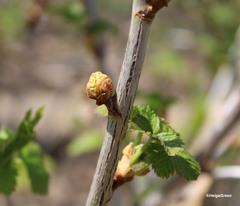 Cecidophyopsis ribis