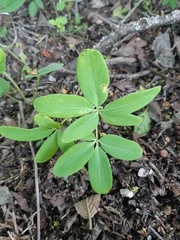 Gymnospermium odessanum