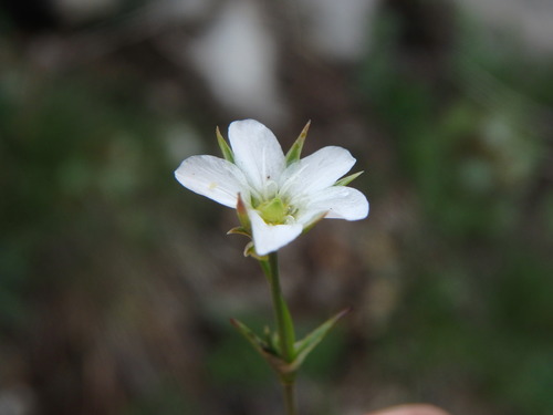 Minuartia rostrata, photograph 2