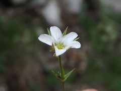 Minuartia rostrata