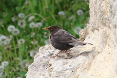 Turdus merula