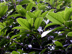 Osmanthus fragrans