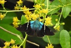 Astraptes fulgerator