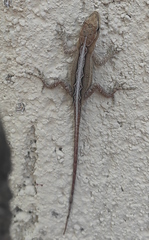 Anolis quercorum