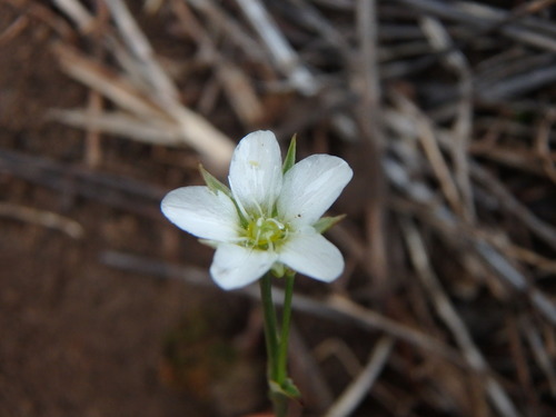 Minuartia rostrata, photograph 3