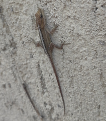 Anolis quercorum