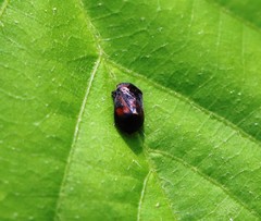 Penthimia nigra