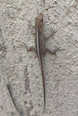 Anolis quercorum