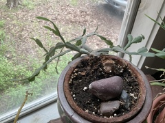 Schlumbergera buckleyi