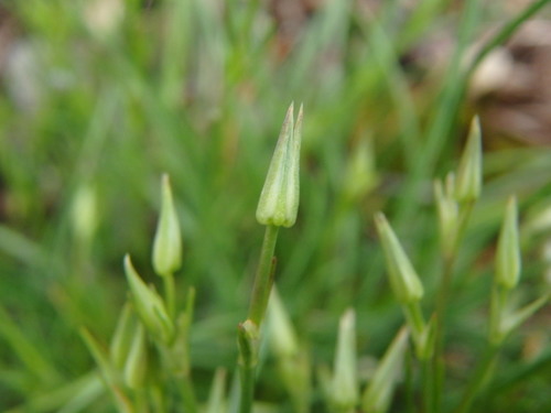Minuartia rostrata, photograph 4