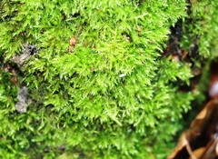 Amblystegium