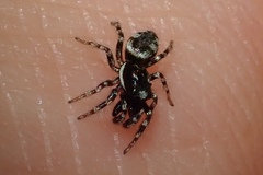 Salticus zebraneus